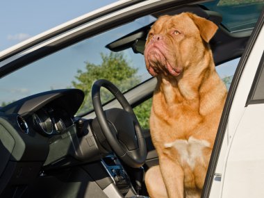 arabada oturan köpek sürücüsü