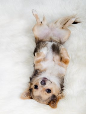 Chihuahua lying on her back on white fluffy fur clipart