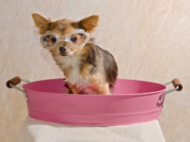 Chihuahua puppy taking a bath wearing goggles clipart