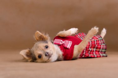 Chihuahua puppy wearing red kilt lying clipart