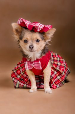 Chihuahua puppy wearing red chequered dress and cap clipart