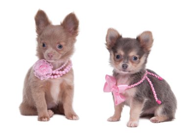 Female Chihuahua puppies wearing pink beads clipart