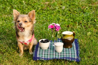 Yawning puppy at the picnic in sunny park clipart