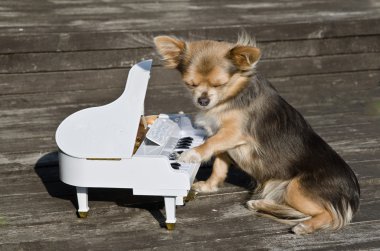 Small dog is playing on a toy piano on sunny stage clipart