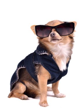 Serious little dog wearing dark blue jacket and black sunglasses clipart