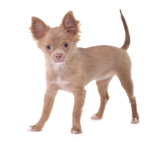 Filhote de cachorro Chihuahua engraçado posa em um fundo branco — Fotografia de Stock