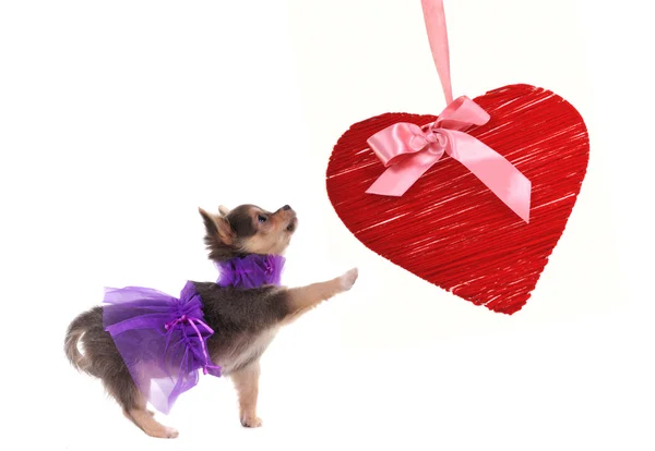 Chihuahua köpek yavrusu kırmızı kalp ile oynarken glamour tarzı giyinmiş — Stok fotoğraf