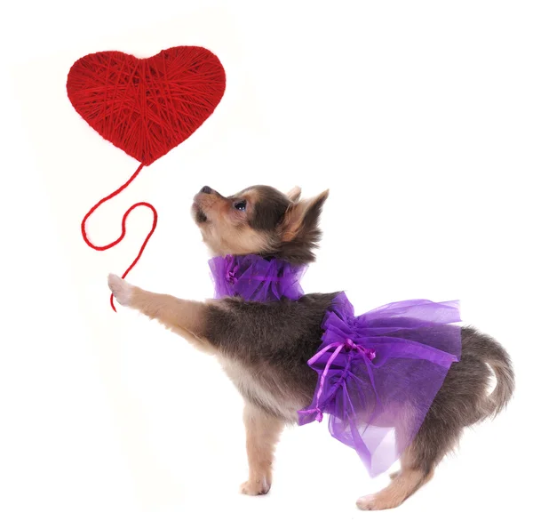 分離された彼女の足に赤の心を持ってロマンチックなチワワ子犬 — ストック写真