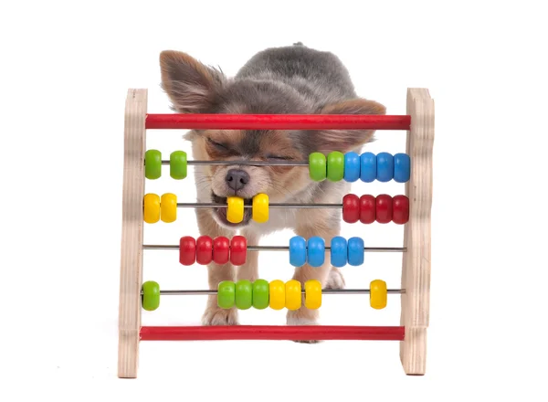 Chihuahua kölyök van tanulás-hoz számolás a Abacus elszigetelt fehér háttérb — Stock Fotó