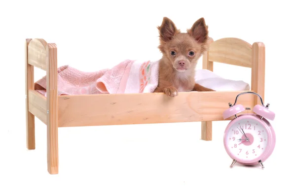 Just awaken chihuahua puppy lying in a bed with alarm-clock standing near i — Stock Photo, Image