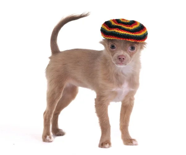 Смешной щенок чихуахуа, стоящий в растафарианской шляпе на белом фоне — стоковое фото