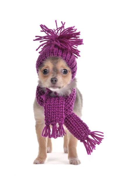Szczeniak Chihuahua śmiesznie ubrany na zimno na białym tle na biały backgrou — Zdjęcie stockowe