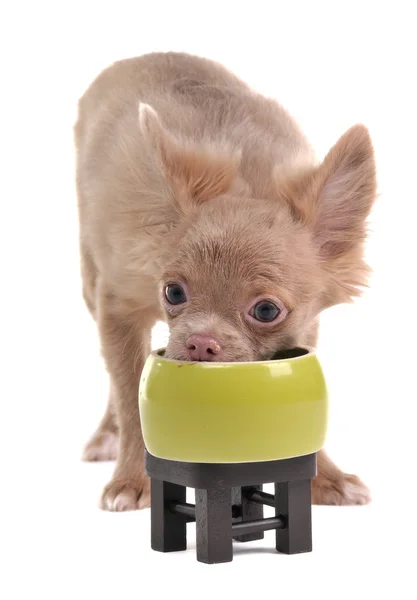 Legrační čivava štěně jíst ze zelené bown izolované na bílém pozadí — Stock fotografie