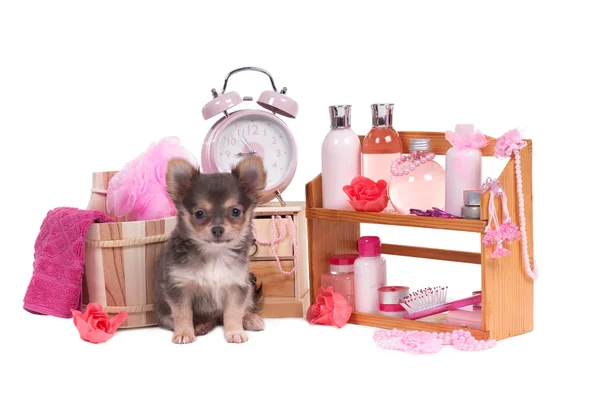 Estante lleno de accesorios para el cuidado del cuerpo y Chihuahua sentado en una mochila de madera —  Fotos de Stock