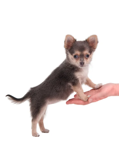 Bonito filhote de cachorro chihuahua em pé na mão da menina — Fotografia de Stock