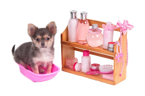 Spa rosa acessórios glamourosos e cachorro Chihuahua isolado no backgr branco — Fotografia de Stock