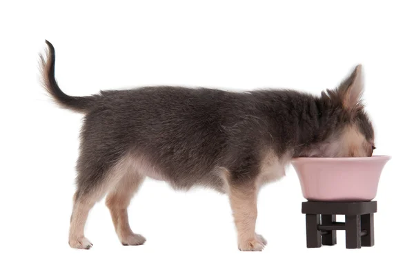 Chihuahua cachorro bebendo isolado no fundo branco — Fotografia de Stock