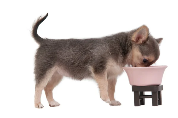 Chihuahua puppy eating from pink bowl isolated on white — Stock Photo, Image