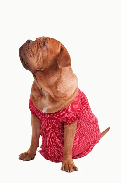 Dogue de bordeaux ντυμένος με κόκκινο ρομαντικό φόρεμα της πουά σχέδιο looki — Φωτογραφία Αρχείου