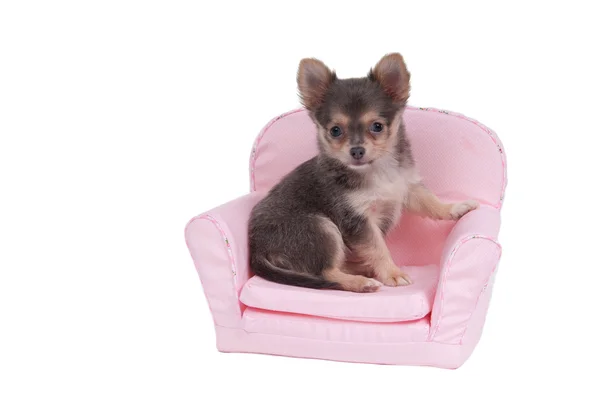 Chihuahua cachorro sentado en sillón rosa aislado sobre fondo blanco — Foto de Stock