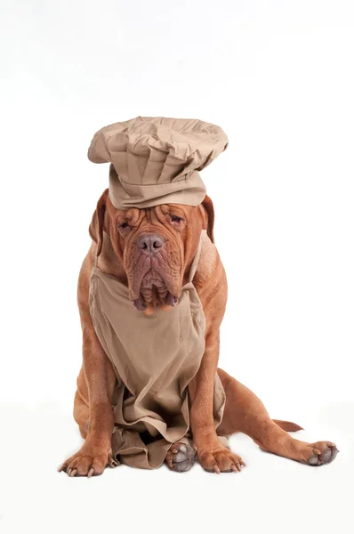 Müder Chef dogue de bordeaux mit Schürze und Kochmütze — Stockfoto