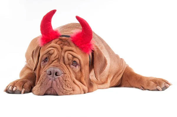 Großer Hund mit roten Hörnern isoliert auf weißem Hintergrund — Stockfoto