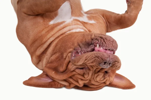 Baş aşağı yalan ve uyku dogue de bordeaux puppy yakın çekim — Stok fotoğraf