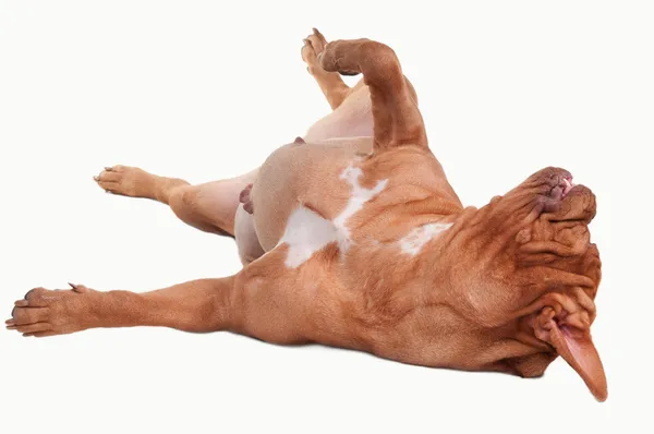 Lekfull hund av dogue de bordeaux aveln om upp och ner på hans rygg — Stockfoto