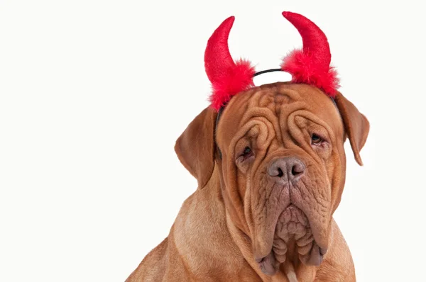 Lustige Dogue de Bordeaux Teufel für Party isoliert auf weißem Hintergrund gekleidet — Stockfoto
