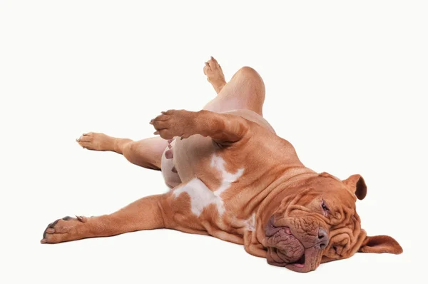 Cane giocoso di razza Dogue De Bordeaux sdraiato sul pavimento — Foto Stock