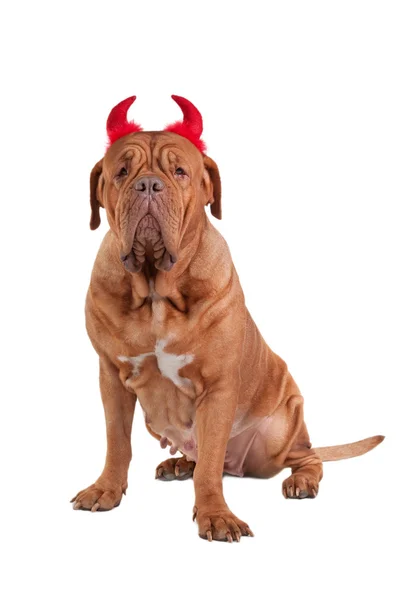 Stock image Portrait of a dog od dogue de bordeaux breed with red hornes ready for holi