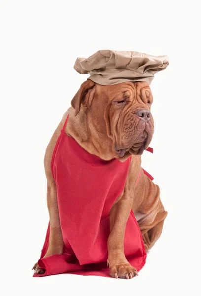 Perro vestido como chef con delantal rojo y sombrero de chef aislado sobre fondo blanco — Foto de Stock