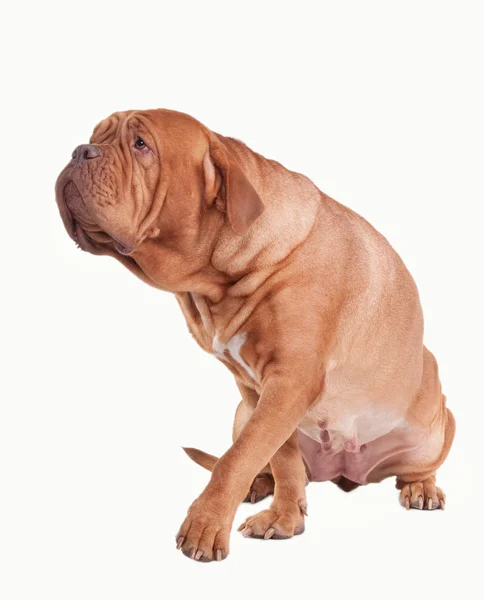 Wandelen zoete 4 jaar oude Bordeauxdog geïsoleerd op witte achtergrond — Stockfoto