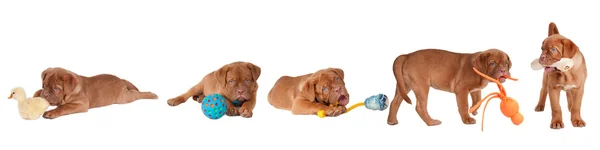 Fem dogue de bordeaux leker med olika leksaker — Stockfoto