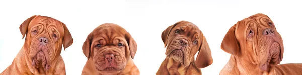 Diferentes idades 4 Dogues De Bordeaux Dogs Retratos — Fotografia de Stock