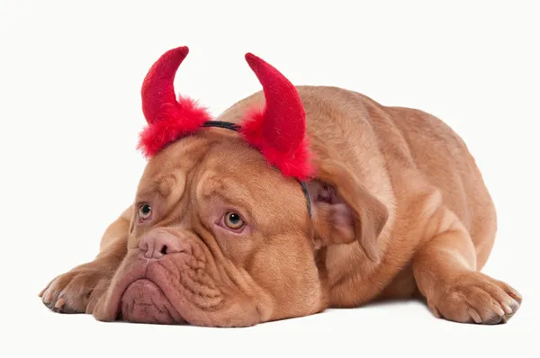 stock image Devil dog of dogue de bordeaux breed with red hornes isolated on white back