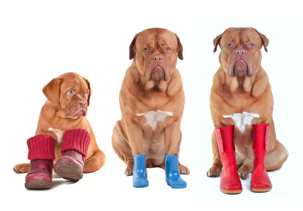 Different ages of Dogue De Bordeaux (French Mastiff) dogs with various boot — Stock Photo, Image