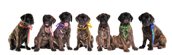 Seven puppies of bullmastiff in front of the white background — Stock Photo, Image