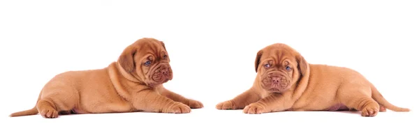 Dos perritos dulces acostados frente al otro — Foto de Stock