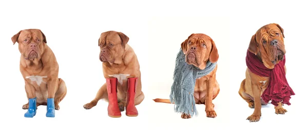 Vier geklede honden dragen sjaals en laarzen — Stockfoto