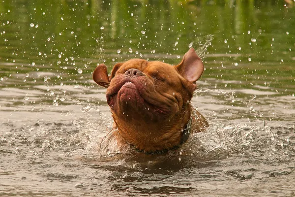 Cane di razza Dogue De Bordeaux cane tremante nel lago foresta — Foto Stock