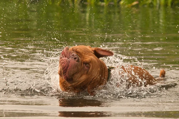 Våt hund av franska mastiff ras att ha en bra skaka samtidigt simning — Stockfoto