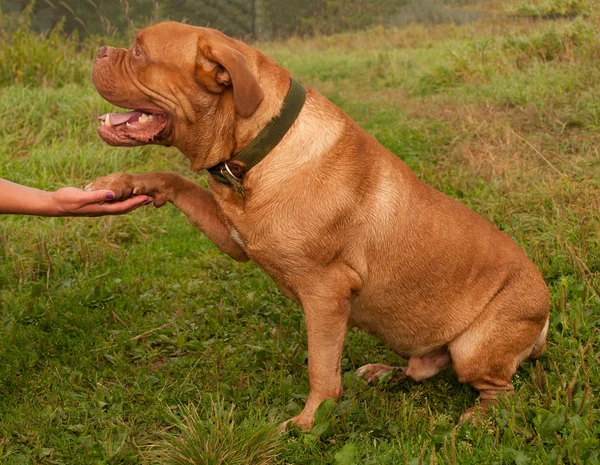 Friendly French Mastiff gives his paw to his master — Stock Photo, Image