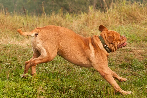 Divertido Dogue De Bordeaux corriendo rápidamente a su amo — Foto de Stock