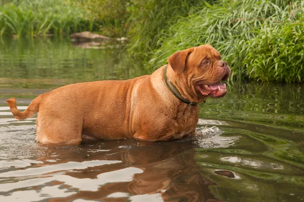 Junge Bordeauxdogge schwimmt im Waldfluss — Stockfoto