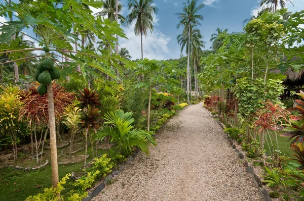 Tropikal Bahçe — Stok fotoğraf