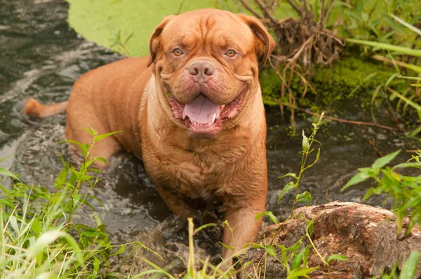 Touching Dogue De Bordeaux (French Mastiff) standing at the bank of forest — Stock Photo, Image