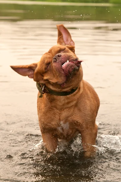 Natte hond van dogue de bordeaux ras hond schudden in water — Stockfoto