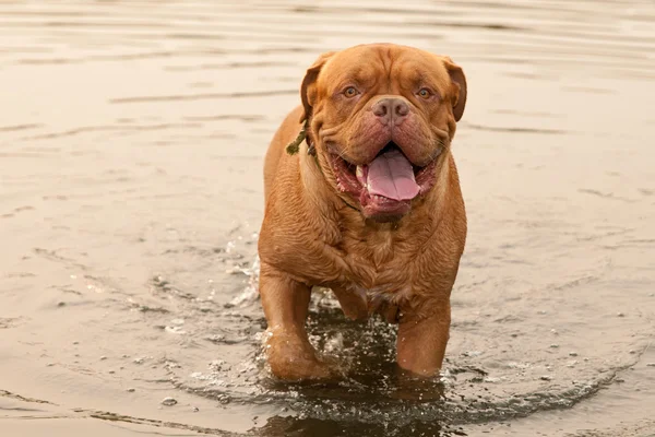 Adorável Dogue De Bordeaux em pé na água do lago na floresta — Fotografia de Stock