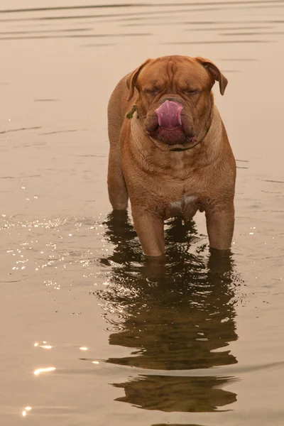 可爱 dogue de 波尔多站在河流水 — 图库照片